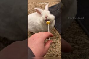 He Saved a Baby Rabbit