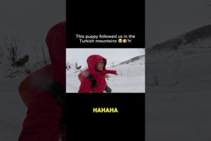 He was the cutest puppy ever!! What would you name him? We met so many other dogs in the mountains