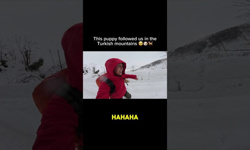 He was the cutest puppy ever!! What would you name him? We met so many other dogs in the mountains