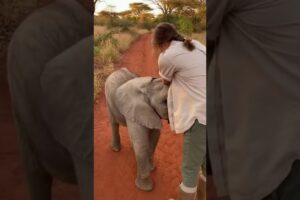 Heartwarming Reunions With Rescued Animals ❤️