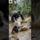 Hero Gorilla Saves Baby Animals From Danger | Emotional Animal Rescue Story 🦍🐘