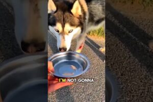 Highway Abandonment... He found his King! 🥺👑 #animals #animalrescue #dog #pets