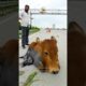 Highway Accident Cow Injured | KMP Highway #cow #rescue #animals #fyp #shorts #ytshorts