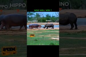 Hippo vs Rhino • who will win 💀🥶