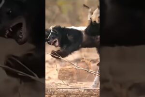 Honey Badger 😱⚠️ l #shorts #facts #animals