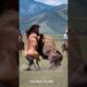 😱🔥Horse Vs Bison Fight🐎🦬#animals #animal #short #animallover #wildlife #horse #bison #trending #usa