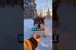 I Rescued This 'Feral' Wolf-Dog...Wait Until You See Her Now 🐺✨