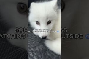 I Rescued a Baby Arctic Fox... But Watch Until 0:57 😱❄️ #animals #resque #wildliferescue