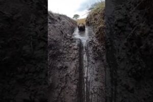 I Rescued a Leopard... Days Later, He Came Back to My Door! 🐾🤯