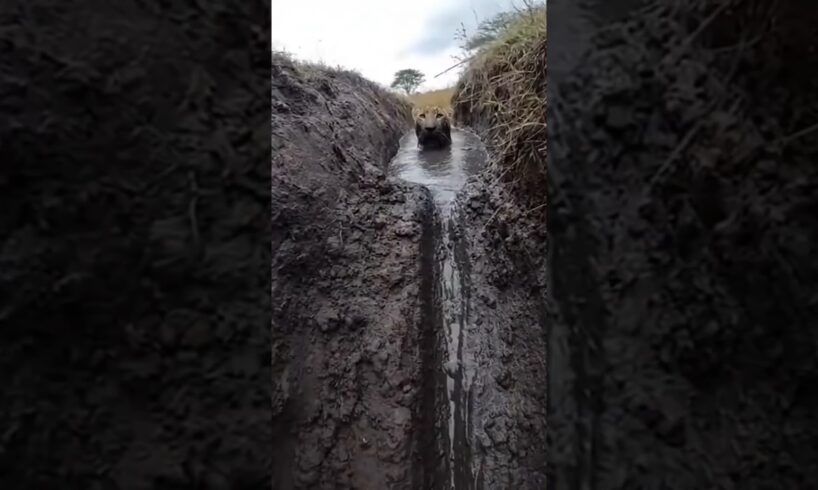 I Rescued a Leopard... Days Later, He Came Back to My Door! 🐾🤯