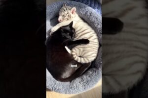 I Rescued a White Tiger Cub Rejected By Her Mother and This Happened #animals #rescue