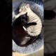 I Rescued a White Tiger Cub Rejected By Her Mother and This Happened #animals #rescue