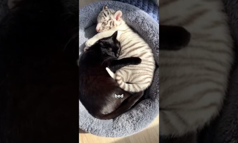 I Rescued a White Tiger Cub Rejected By Her Mother and This Happened #animals #rescue