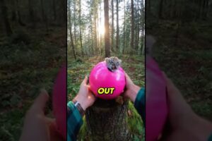 😭🐯I Saved A Baby Tiger While Bowling... 😭🎳#animals #animalrescue