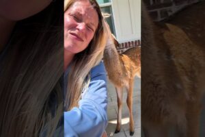 I found a fawn lying on the road, I rescued him, and then...