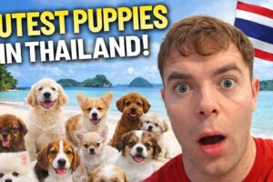 I found the CUTEST puppies in Koh Tao Thailand 🇹🇭