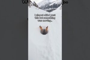 I rescued this baby penguin #wholesome #animals