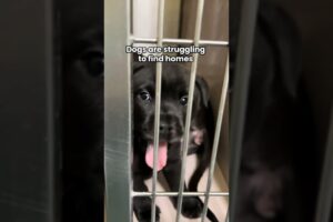 "I wanted to breed my dogs to get cute puppies."