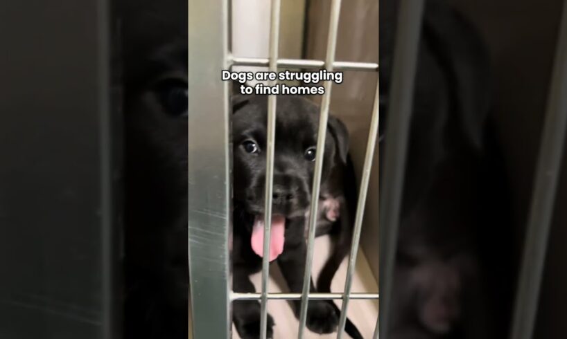 "I wanted to breed my dogs to get cute puppies."