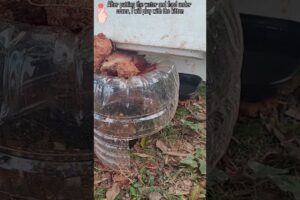 I will play with the kitten,#kitten,#kitty,#cat,#pet,#animal,#life,#travel,#city