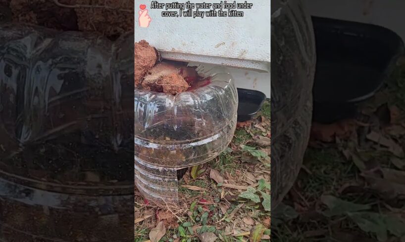 I will play with the kitten,#kitten,#kitty,#cat,#pet,#animal,#life,#travel,#city