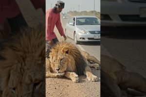 Injured Lion Rescued on Highway 🦁 | Emotional Wildlife Rescue Story (USA Inspired #animals #shorts