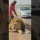 Injured Lion Rescued on Highway 🦁 | Emotional Wildlife Rescue Story (USA Inspired #animals #shorts