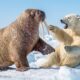 Injured Polar Bear Escapes a Deadly Walrus Attack — What Happened Next! | Animal Rescue Story