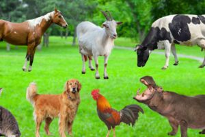 Interesting Animals - Cats, Rabbits, Hippos, Horses, Cows, Chickens, Goats - Animal Sounds