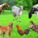 Interesting Animals - Cats, Rabbits, Hippos, Horses, Cows, Chickens, Goats - Animal Sounds