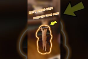 Is This Cat Actually Playing the Piano?! #pets #animals #shorts #cat #funny