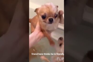 It's nice to play with your favorite animal  @animals