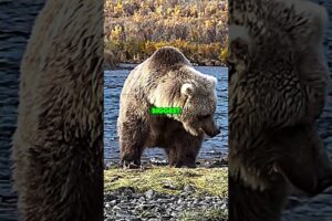 Joe Rogan on Horrific Kodiak Bear Attack