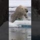 Joe Rogan's Most Scary Polar Bear Story