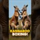 Kangaroo Boxing Fight 😱 | Wild Animal Battle #facts #animals #shorts