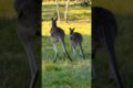 Kangaroo are Playing #kangaroo #animals