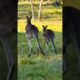 Kangaroo are Playing #kangaroo #animals