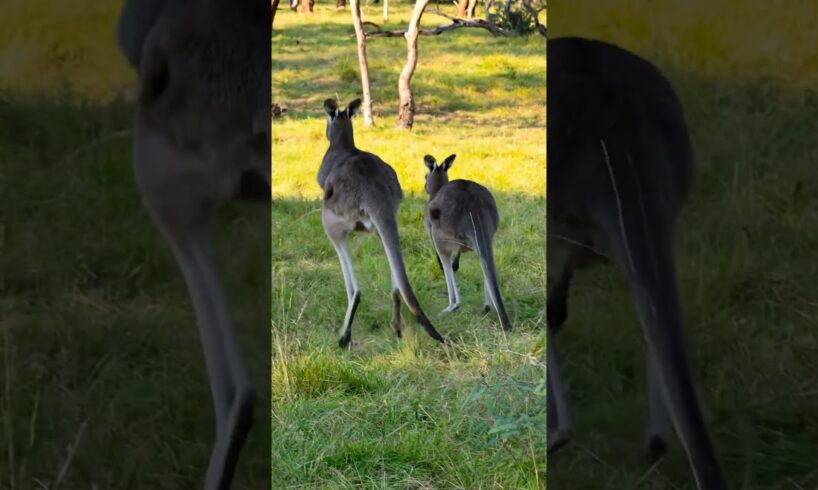 Kangaroo are Playing #kangaroo #animals