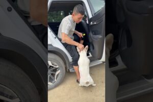 Kidnapped Puppy Rescued Just in Time! Emotional Dog Rescue Story 🐶