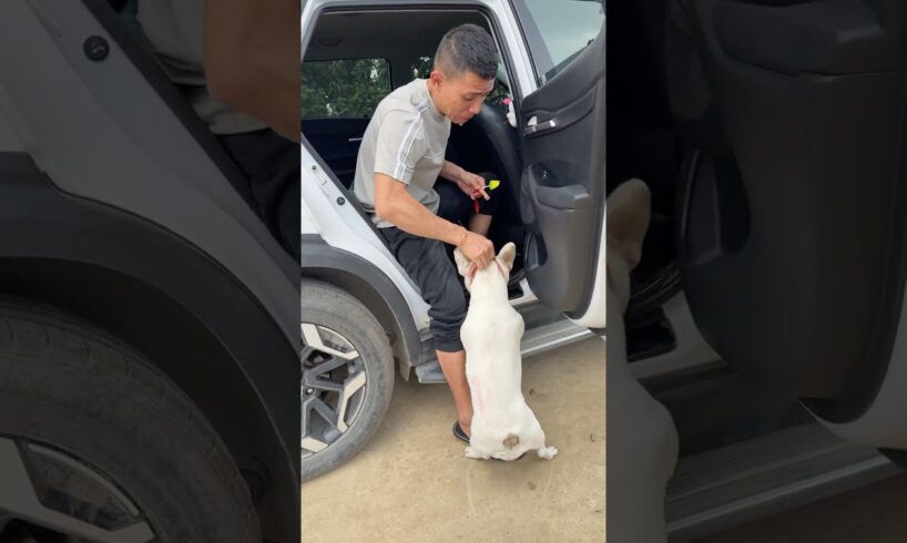 Kidnapped Puppy Rescued Just in Time! Emotional Dog Rescue Story 🐶