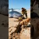 Kind Dog saves Whale Shark from Dying #dog #goldenretriever #animalrescue