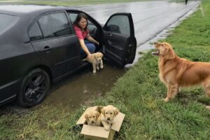 Kind Man Rescues Abandoned Mother Dog and Puppies - Incredible Moment