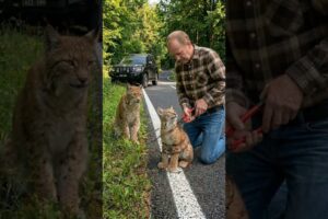 Kindness Still Exists | Man Rescues Baby Lynx Trapped in Barbed Wire #wildlife #animals
