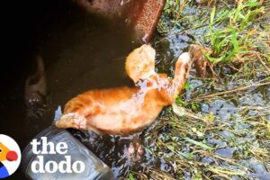 Kitten Rescued Just In Time From Water Drum | The Dodo