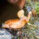 Kitten Rescued Just In Time From Water Drum | The Dodo