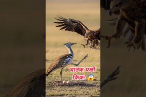 Kori Bustard vs Eagle 😳 | अंडों की रक्षा के लिए माँ के Deadly Kicks!