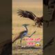 Kori Bustard vs Eagle 😳 | अंडों की रक्षा के लिए माँ के Deadly Kicks!