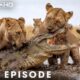LION ATTACK: The Most Savage Fights in the Animal Kingdom | Nature Animal Documentary