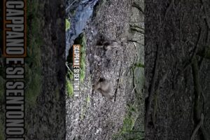 LUPI CHE GIOCANO A NASCONDINO E CON LE UOVA DI RANA! #animali #animals #natura #nature #trekking