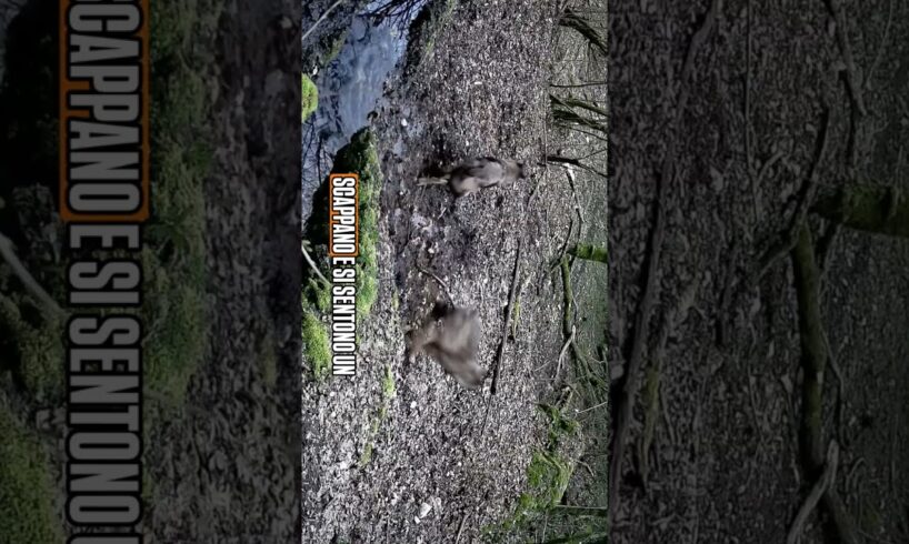 LUPI CHE GIOCANO A NASCONDINO E CON LE UOVA DI RANA! #animali #animals #natura #nature #trekking